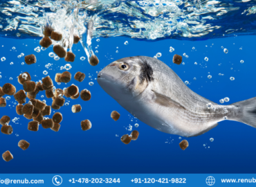 Fish Meal Market, Size, Global Forecast 2023-2030