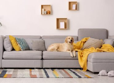 How To Remove Pet Odors and Stains from You Sofa in Ashbury?