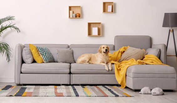 How To Remove Pet Odors and Stains from You Sofa in Ashbury?