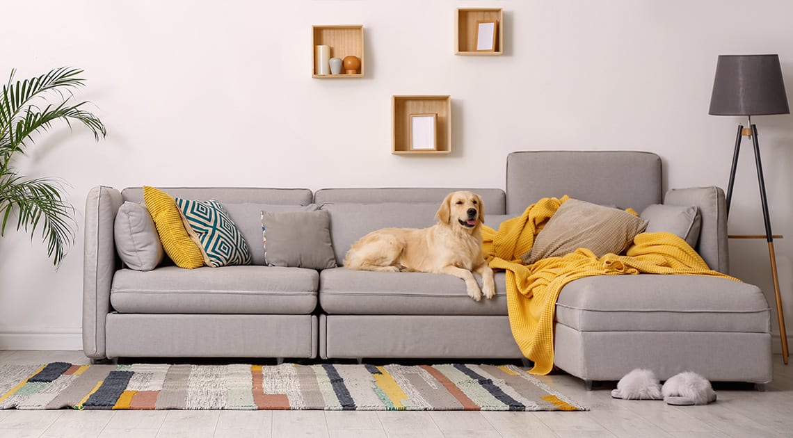How To Remove Pet Odors and Stains from You Sofa in Ashbury?